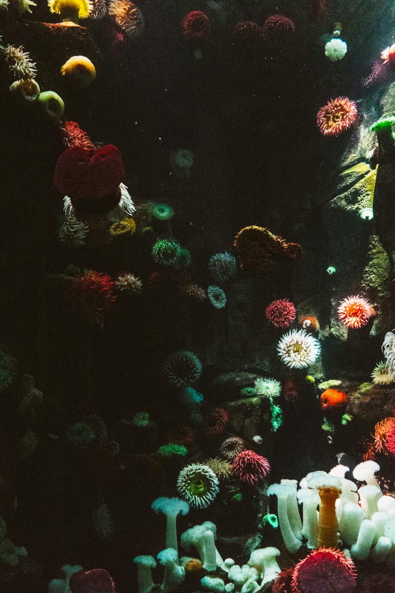 Najlepsze miejsca na snorkeling i nurkowanie w Europie i na świecie
