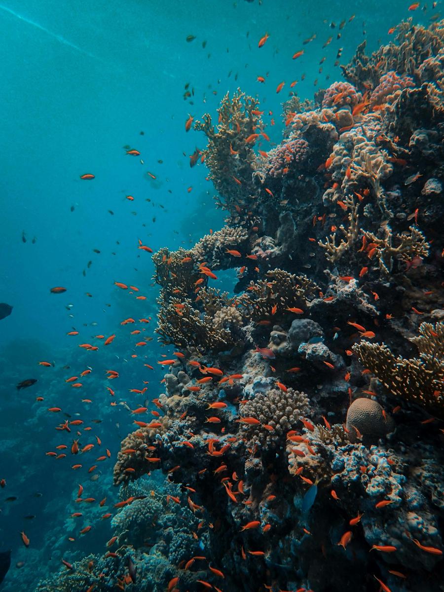 Coral reef